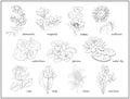 Set of black and white illustrations with different flowers for coloring book. Worksheet for children and adults.