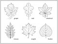 Set of black and white illustrations with different leaves for coloring book. Worksheet for children and adults.
