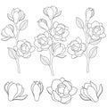 Set of black and white illustrations with flowering magnolia branches. Isolated vector objects.