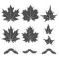 Set of black and white illustrations with maple leaves and seeds. Isolated vector objects. Royalty Free Stock Photo