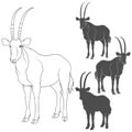 Set Of Black And White Illustrations With Oryx Antelope. Isolated Vector Objects.