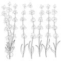 Set of black and white images of lavender sprigs.