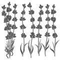 Set of black and white images of lavender sprigs. Isolated objects.