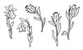 Set of black and white line art illustration branch with forest flower saprophyte, Indian pipe, branch,