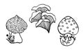 Set of black and white line art illustration with forest mushrooms, amanita, tinder fungus, morel.