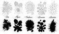 Set of black and white outline flowers - iris, clover, sunflower, geranium, gladiolus