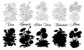 Set of black and white outline flowers - Rose, Camomile, Gerber, Daisy, Balsamine, Allium