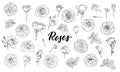 Set of black and white outline roses, buds and leaves. Floral contour isolated on white background. design greeting card and