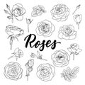 Set of black and white outline roses, buds and leaves. Floral contour isolated on white background. design greeting card and