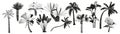 Set Of Black and White Palm Trees, Isolated Icons Providing Tropical Ambiance With Their Graceful Fronds And Trunks Royalty Free Stock Photo