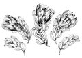 Set of black and white protea flowers.