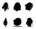 Set of Black and White Silhouette of Deciduous Tree, whose branc Royalty Free Stock Photo