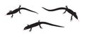 Set of Black and white silhouette of lizard. Vector Illustration