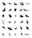 Set black and white silhouettes of birds: dove, duck, gull Royalty Free Stock Photo