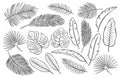 Set of black and white tropical leaves and feathers set on white background, vector sketch outline illustration