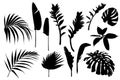 Set black white tropical leaves silhouette. Monochrome jungle exotic leaf palm, royal fern, banana leaf.