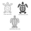 Set of black and white vector cliparts of Green sea turtle, Hawksbill sea turtle and Leatherback sea turtle. Three species of