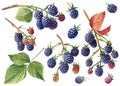 Set of blackberries on a branch, berries and leaves isolated white background. Watercolor botanical illustration Royalty Free Stock Photo