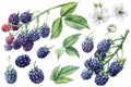 Set blackberries on a branch, isolated white background. Watercolor botanical illustration, Floral design elements Royalty Free Stock Photo