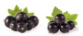 Set of blackcurrant isolated on white. Ripe and tasty black berry with copy space for text.k berr