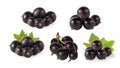 Set of blackcurrant isolated on white. Ripe and tasty black berry with copy space for text. Currants with leaves on a white