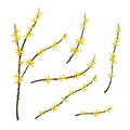Blooming Forsythia branches