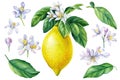 Set of blooming lemon, leaves, flowers on isolated white background, watercolor illustration, citrus fruit