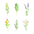 Set of blooming medicinal herbs and wild flowers. Lavender, thyme, eucalyptus, tansy, chamomile, calendula healing