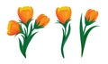 Set of blooming orange tulips with green leaves in different shapes. Vector illustration of spring flowers isolated on white Royalty Free Stock Photo