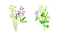 Set of blooming wildflowers and grrass set. Beautiful bouquets of meadow flowers, botanical natural floral design vector