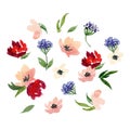 Set of blossom vector spring and summer flowers. Watercolour illustration. Peony, roses, anemone, hellebore