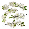 Set of Blossoming cherry white flowers