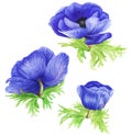Set of blue anemones, watercolor painting. For prints, pattern, textile. Royalty Free Stock Photo