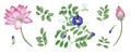 Set of blue clitoria ternatea, lotus flower. Waterlilies, wisteria. Bud, flower, leaf, stem. Butterfly pea flower
