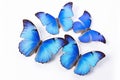 Set of blue exotic butterfly