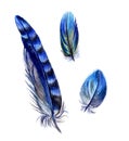 Set of blue feathers, watercolor painting