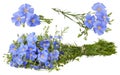 Set of blue Flax flowers isolated on white background. Linum usitatissimum Royalty Free Stock Photo