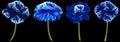 Set blue flowers. Blue peony, rose, daisy on black background. For design. Royalty Free Stock Photo