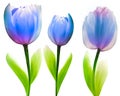 Set blue  flowers tulips on a white  isolated background with clipping path. Close-up. Flowers on the stem. Royalty Free Stock Photo