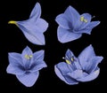 Set blue Gippeastrum. Flowers on a black isolated background with clipping path. Closeup. no shadows. For design.