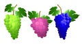 Set blue, green, pink grape bunch with berries and leaves. Royalty Free Stock Photo