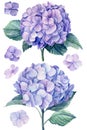 Set blue hydrangea flowers, branches and leaves, watercolor painting