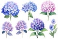 Set of blue hydrangea flowers. Watercolor illustration, vintage watercolor flower elements of Hydrangea, AI Generated Royalty Free Stock Photo