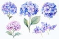 Set of blue hydrangea flowers. Watercolor illustration, vintage watercolor flower elements of Hydrangea, AI Generated Royalty Free Stock Photo