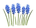 Set of blue muscari flowers with green leaves isolated on white background