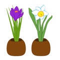 Set of blue narcissus and purple crocus flower in pots. Flat illustration isolated on white background. Vector illustration Royalty Free Stock Photo