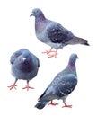 Set of blue pigeon isolated on white background with clipping path. Group of pet dove birds walk action on the ground Royalty Free Stock Photo