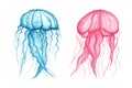 Set - blue and pink transparent jellyfish isolated on a white background. Watercolor illustration. Marine animals with