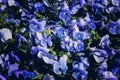 Set of blue viola tri-color flowers with leaves, close-up