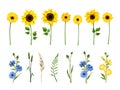 Set of blue and yellow flowers. Vector illustration